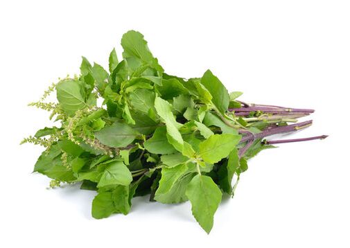 Basil leaves in the spray zxcvbnmq value